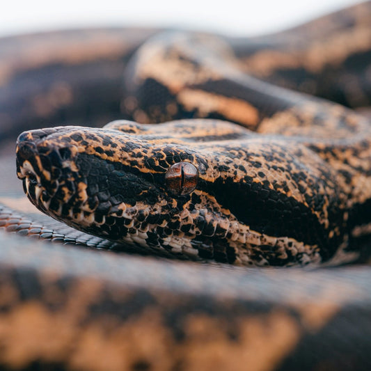 Dataset van alle dierenspeciaalzaken in Nederland