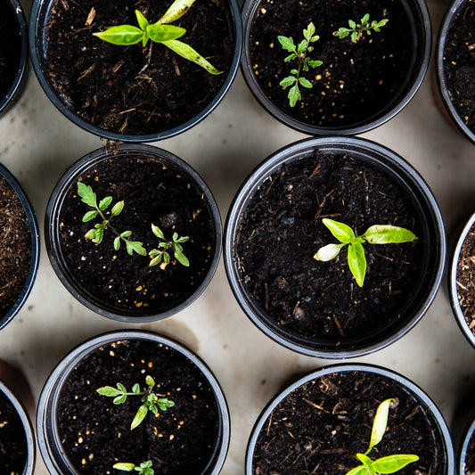 Adressenbestand van alle tuincentra in Nederland