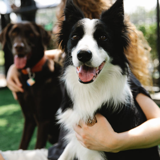 Adressenbestand van alle hondenkennels in Nederland