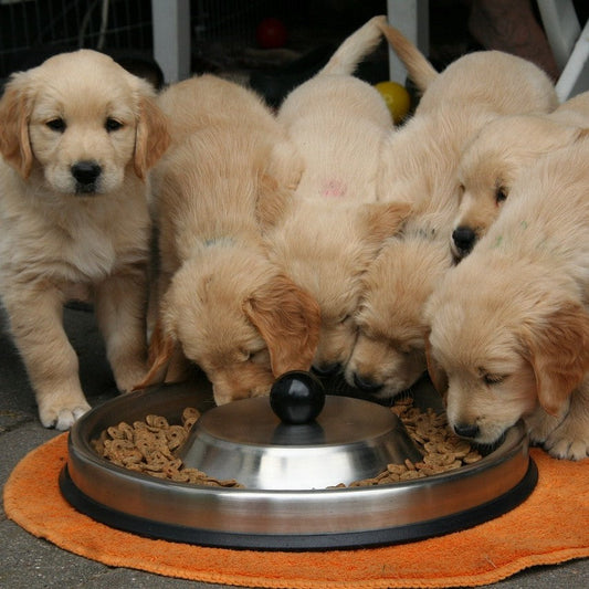 Adressenbestand van alle dierenpensions in Nederland